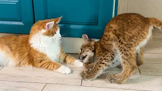 A LYNX KITTEN CAUSED DESTRUCTION AT HOME / Bobcat Rufus, raccoons and a beaver welcome guests