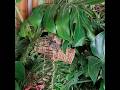 jungle mice discovering their new homemade wilderness habitat #houseplants #mouse #parcour #plants