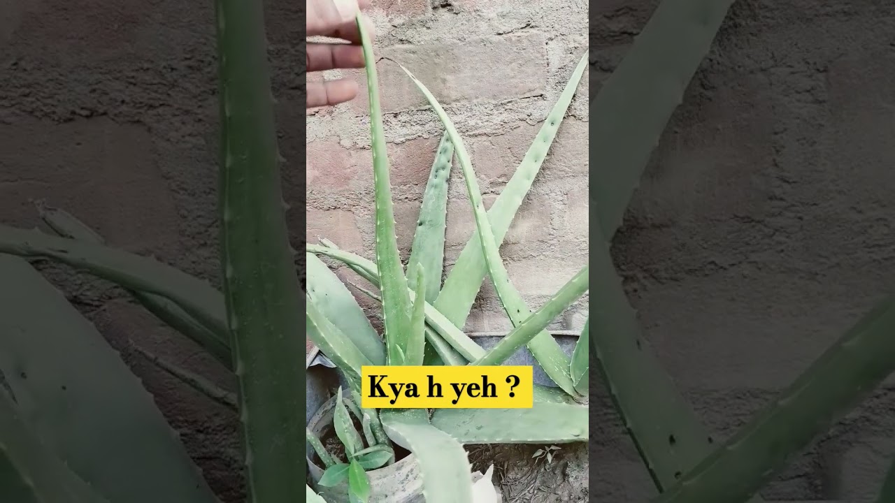 Guess the plant name  