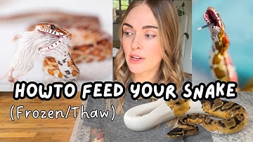 Feeding Snakes Frozen Thawed Prey: The Ultimate Guide