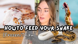 Feeding Snakes Frozen Thawed Prey: The Ultimate Guide