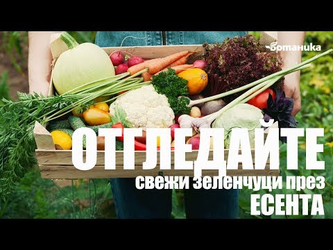 Видео: Идеи за зимна градина с контейнери: Съвети за градинарство с контейнери през зимата