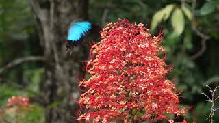Butterfly Bend, 472 Buchanan Creek Road, Cow Bay