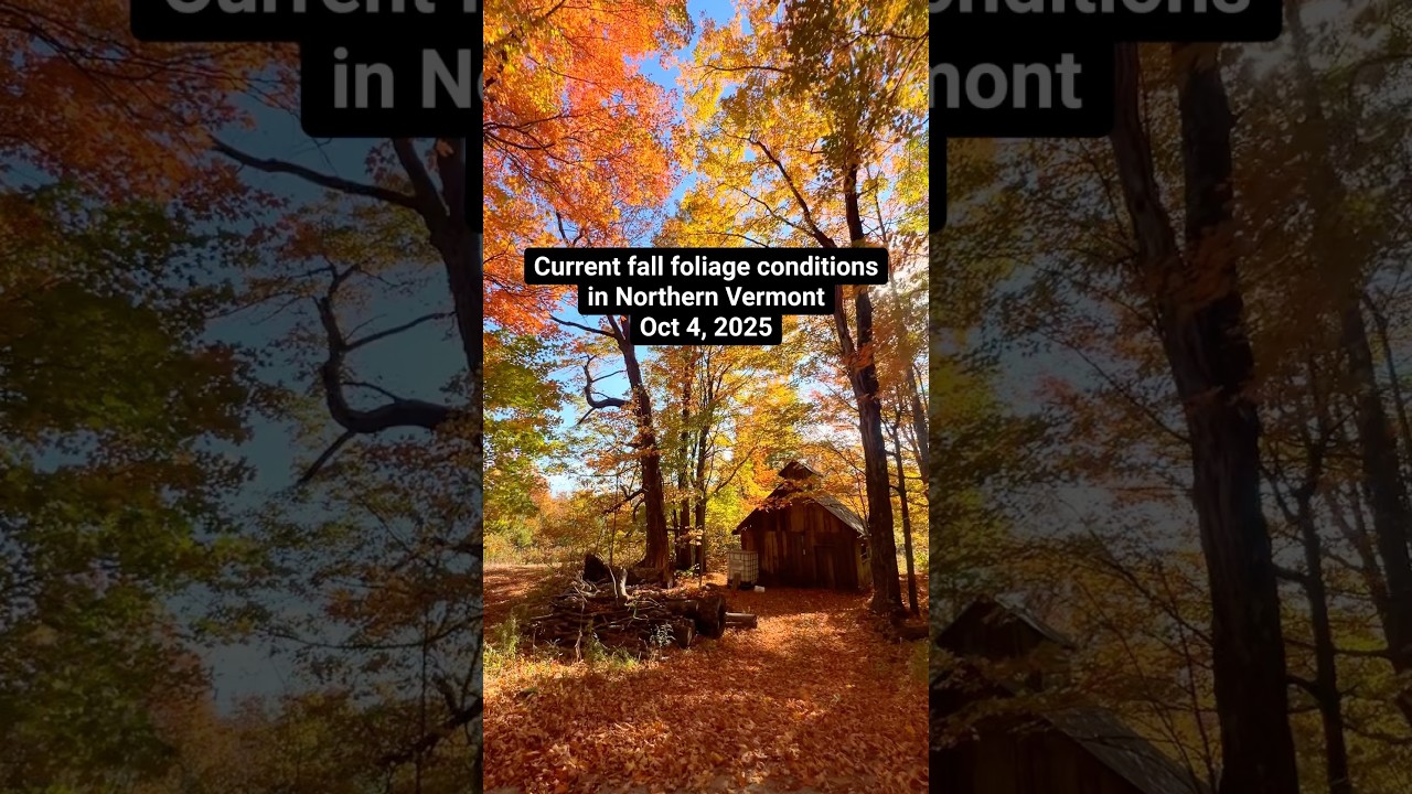 Current fall foliage in Northern Vermont on Oct 4, 2025. Around Barton. 