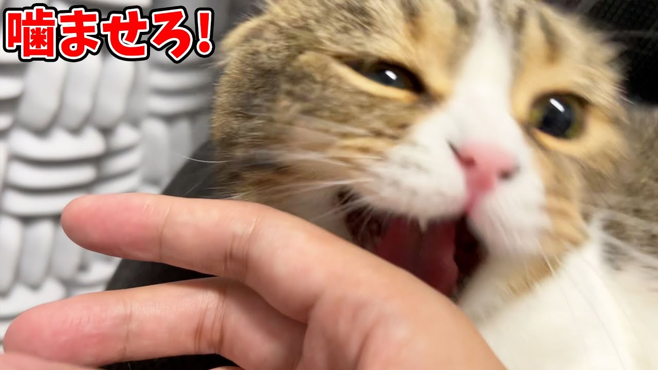 猫に襲われ、手が穴だらけになった男性がこちらです - YouTube