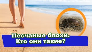 Песчаные блохи/ Как уберечься от встречи с ними/ Как лечить укусы песчаной блохи/ Где обитают.