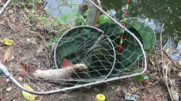 CÂU CÁ TRÔI SÔNG NƯỚC LỢ HƯNG HUGO