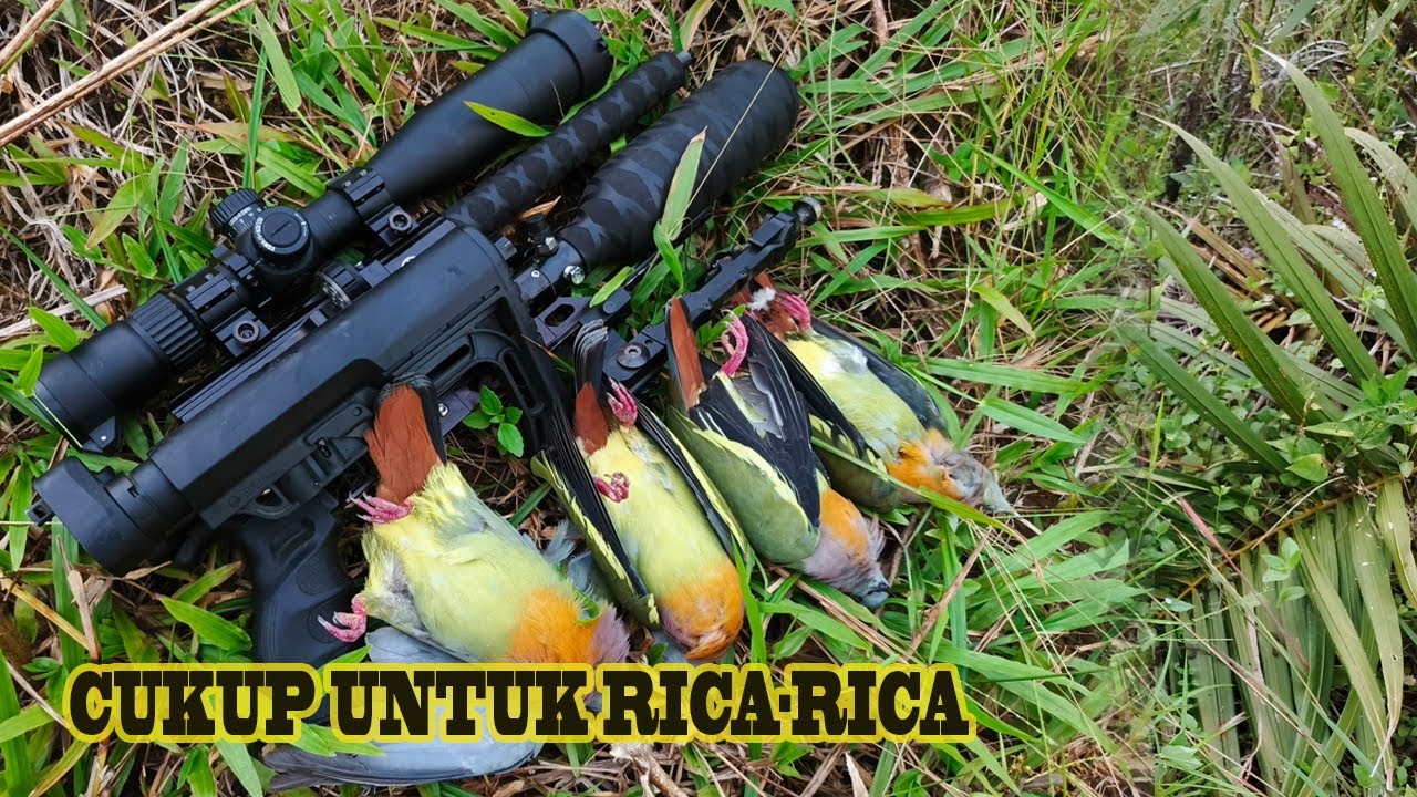 🔴BERBURU‼️DI POHON TRANSIT PARA GEROMBOLAN PUNAI😋