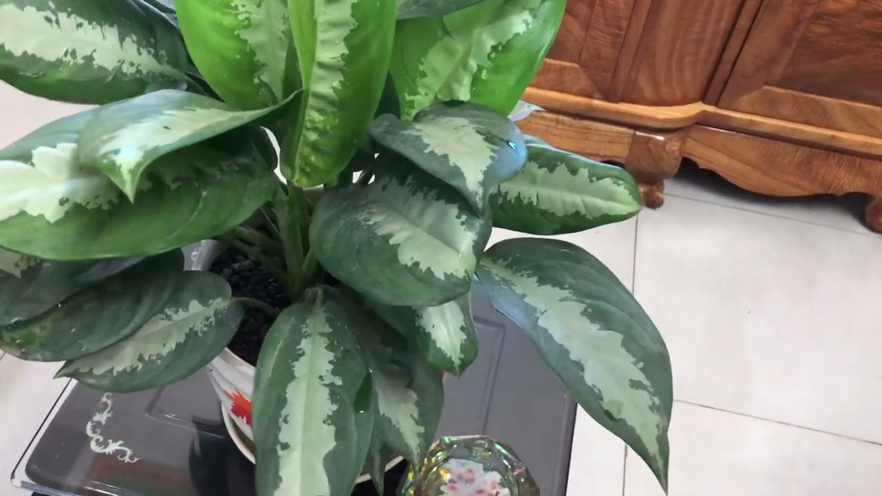 Cây NGÂN HẬU - ý nghĩa phong thuỷ, cách trồng và chăm sóc.