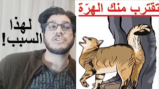 سبب اقتراب القطط من الانسان | تفسير معنى تمسح هرة رجل صاحبها | كرامات اولياء | لماذا قطتي تموء كثيرا