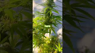Strain amnesia Haze og strain. harvesting tonight #harvest #420 #haze #grow #plants ￼￼