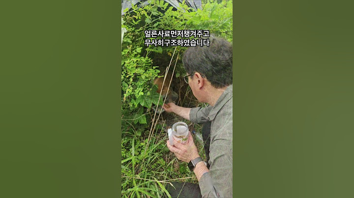 깊고깊은산속-갓태어난새끼4마리와-이제4개월된3마리-그리고어미견-한가족이박스에담겨버려졌습니다-임신한아이를깊은산속에버려야만했는지-유기는범죄입니다-제발멈춰주세요#성주보호소#포인핸드