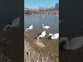 1 березня 🌹 #лебеді #речка #природа #весна #влог #
