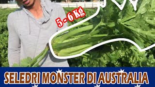 Memanen Celery/Seledri MONSTER Di Australia 👌👌