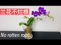 兰花 - 不会烂根的空心种植法 No rotten roots growing orchids