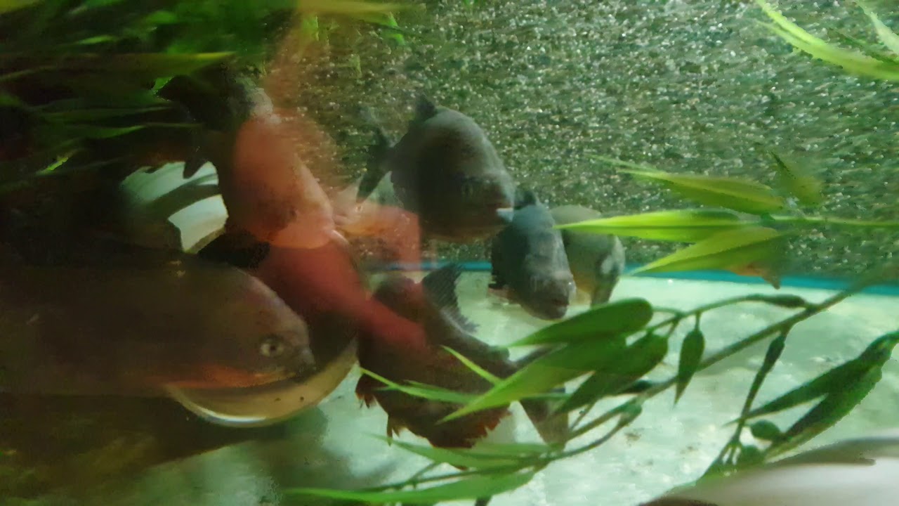 Pygocentrus Cariba Black Spot Piranha Wild Youtube Pygocentrus Cariba Black Spot Piranha Wild Youtube