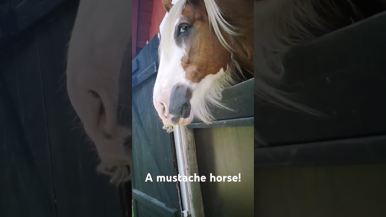 A mustache horse! 