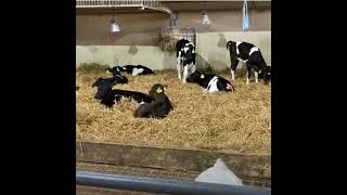 Reducing your workload on dairy farms this spring