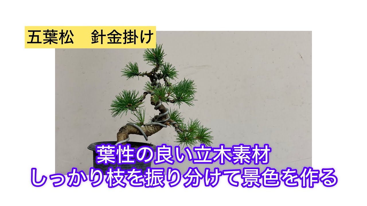 a*a様 五葉松　葉性が抜群に良いです！ 五葉松盆栽 針金掛け 葉の性質がいい素材の枝をしっかり振り分ける