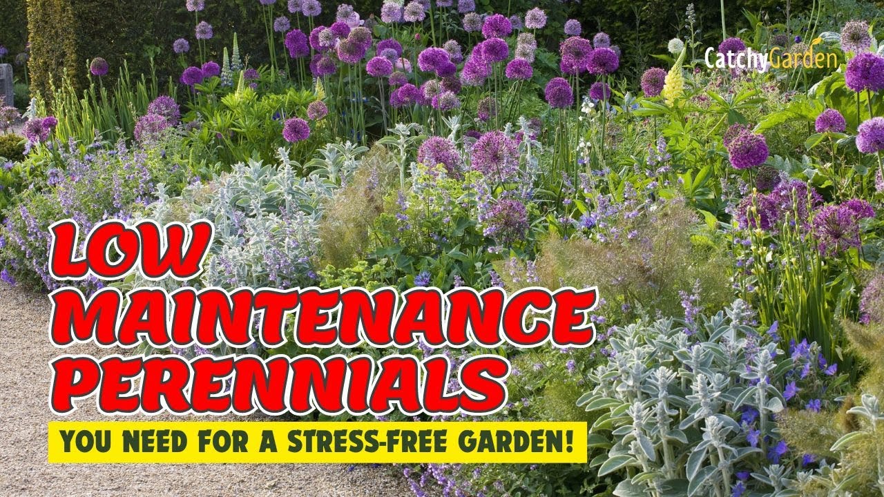 🌻 6 LOW MAINTENANCE PERENNIALS YOU NEED FOR A STRESS-FREE GARDEN! 🏡 // Gardening Ideas