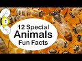 12 Special Fun Facts About Animals (Unique Facts)