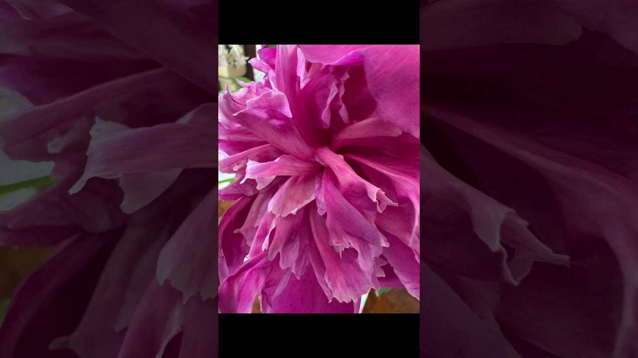 YouTube player