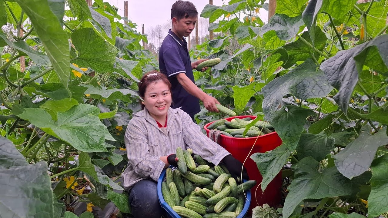 Effective Melon Care: Remove Damaged Leaves and Utilize the Shoots for Sale to Earn Extra Income