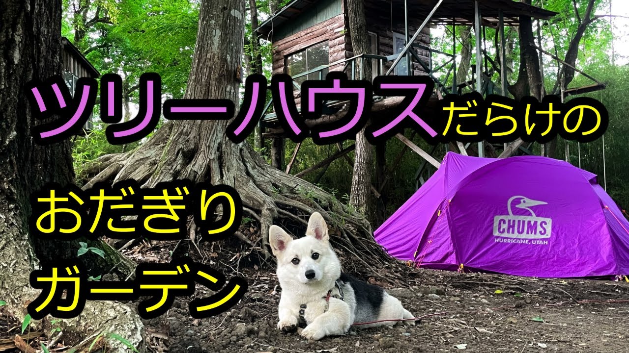 おだぎりガーデン 前編 ワンコ宿泊okのツリーハウスが棟以上あるおだぎりガーデンで犬連れソロキャンプ 秘密基地感満載のツリーハウスで気分はトム ソーヤーの冒険のハックルベリー フィン Youtube