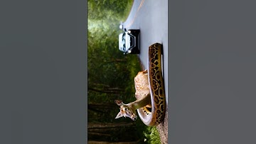 Python Attack #shorts #python #shortvideo #viralvideo #virolshorts