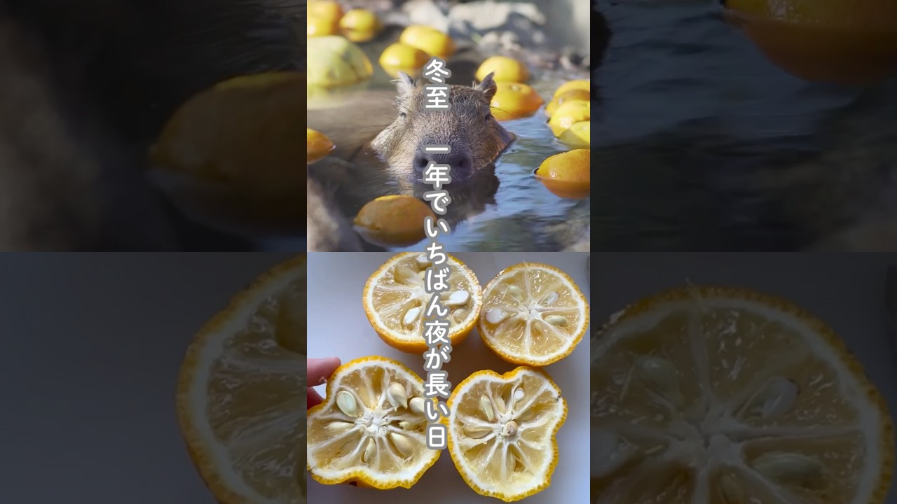 【庄助】いちばん夜が長い日のゆず湯