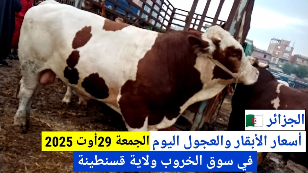 أسعار الأبقار والعجول اليوم في سوق الخروب ولاية قسنطينة الجزائر/الجمعة 29أوت 2025