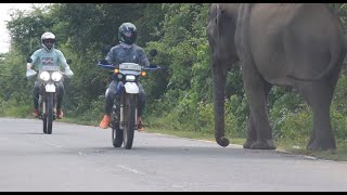 Elephant, Human behaviors අලි සමග මග නොමග