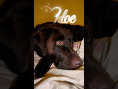 Chloe & Dollar YouTube Short