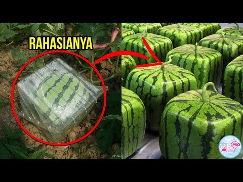 Video: Cara Menanam Tanaman Boneka China Di Luar Ruangan - Merawat Tanaman Boneka China Di Kebun