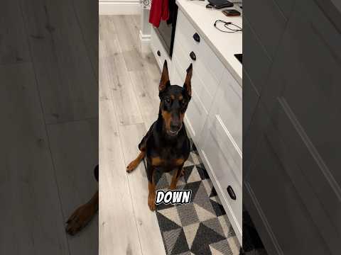 Tricks for treats!