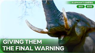 The Power of Musth | Elephants Empire Season 1 Episode 3