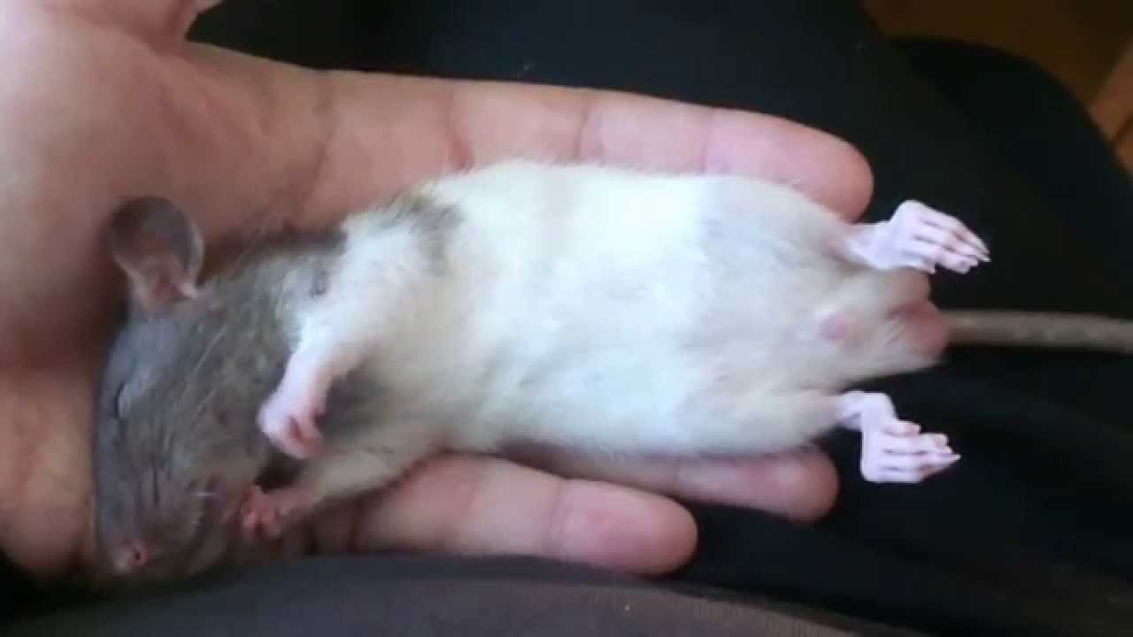 Baby rat dreaming YouTube