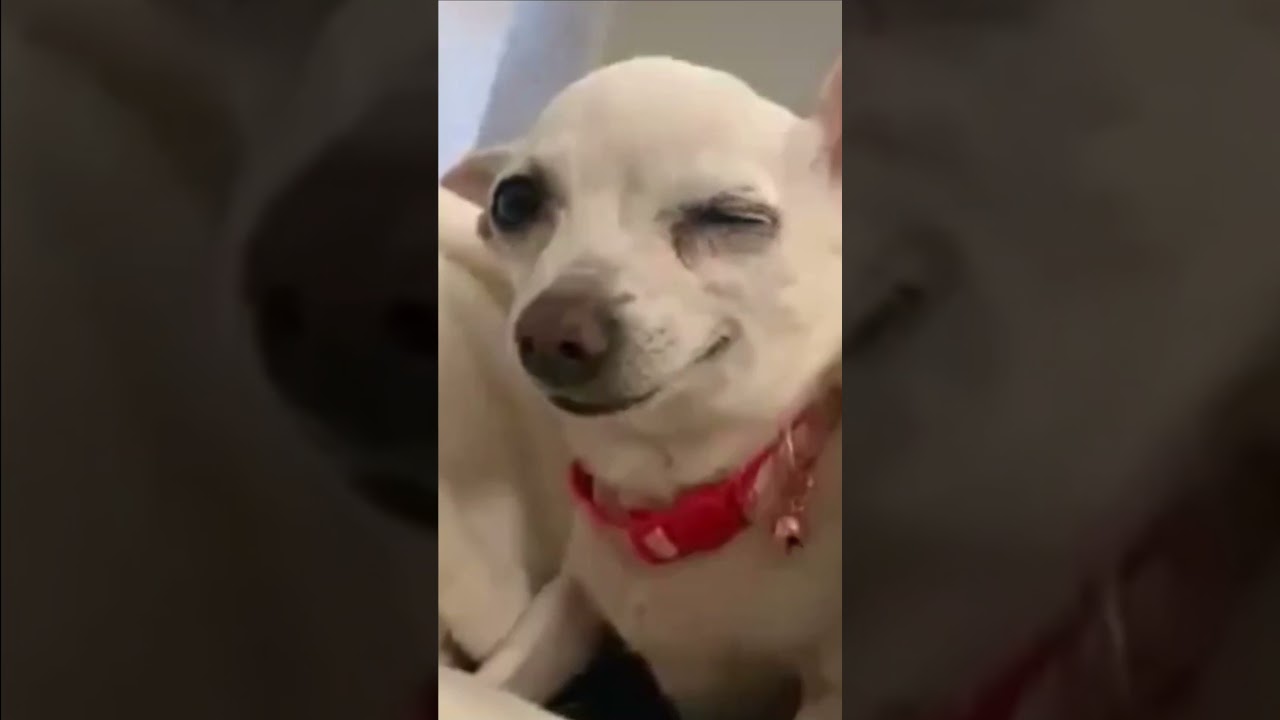 Cute Dog 🤣 