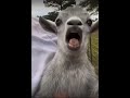 Funny animals moments of cats an dogs #funny #cat #cute