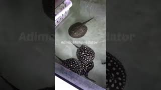 Walau Harga Anjlok Tetap Semengat Untuk Para Kepers Ikan Pari