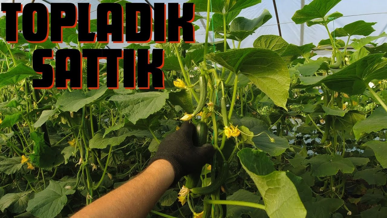 Salatalıkları ve Domatesleri Toplayıp Sattık / Sezon Nasıl Geçti / Fiyatlar Nasıl ?