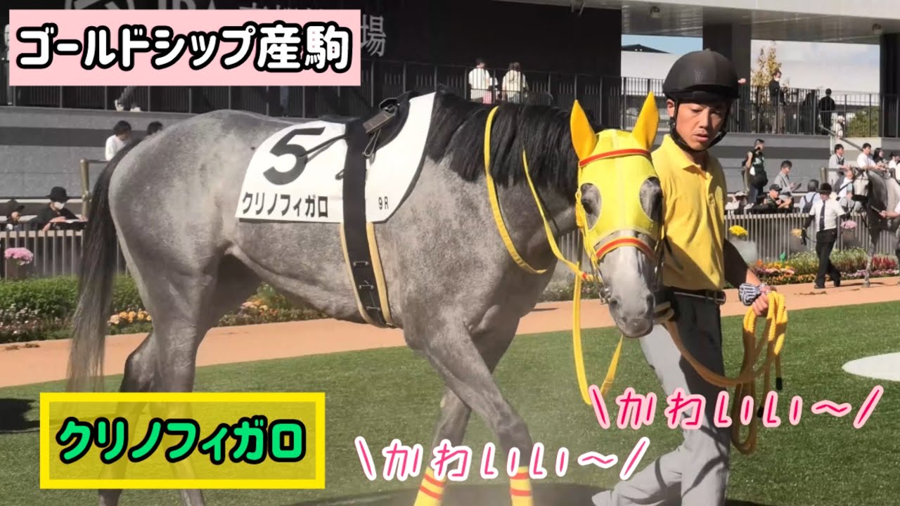 ゴールドシップ産駒】お姉さま方から「かわいい～💗」と黄色い声が飛ぶ