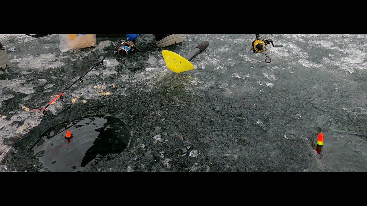 Łowienie płoci na spławik spod lodu 2024