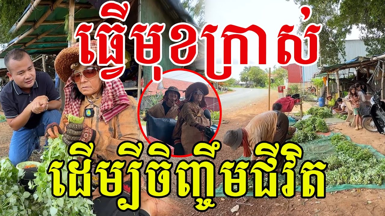 ធ្វើមុខក្រាស់ ដើម្បីចិញ្ចឹមជីវិត សូមបងៗម្ចាស់ចំការបើមិនទុក ឱ្យម៉ែៗគាត់បេះលក់ទៅ