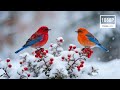 Winter Bird Sounds And Relaxation Music For Deep Sleep Stress Relief And Calm Healing