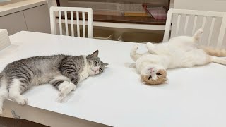 Download Lagu 猛暑日にクーラーつけたら猫たちが真下でこうなっちゃいました…笑 MP3 Download Lagu 猛暑日にクーラーつけたら猫たちが真下でこうなっちゃいました…笑 MP3