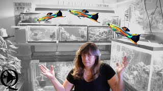 Why Do Fish Jump Out Of Their Tanks?