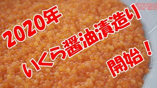 2020年北海道白老町の前浜産いくら醤油漬けの製造開始！　虎杖浜 たらこ 明太子 通販【竹丸渋谷水産】