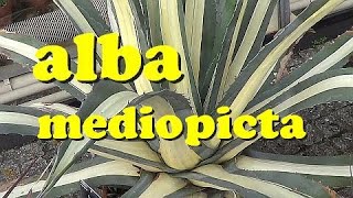 The Plant Traveller: Americana mediopicta alba #agaves