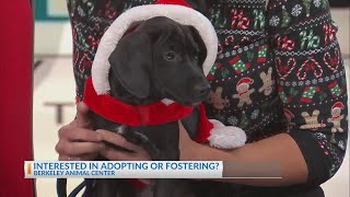 PO2: Meet Star - Berkeley Animal Center